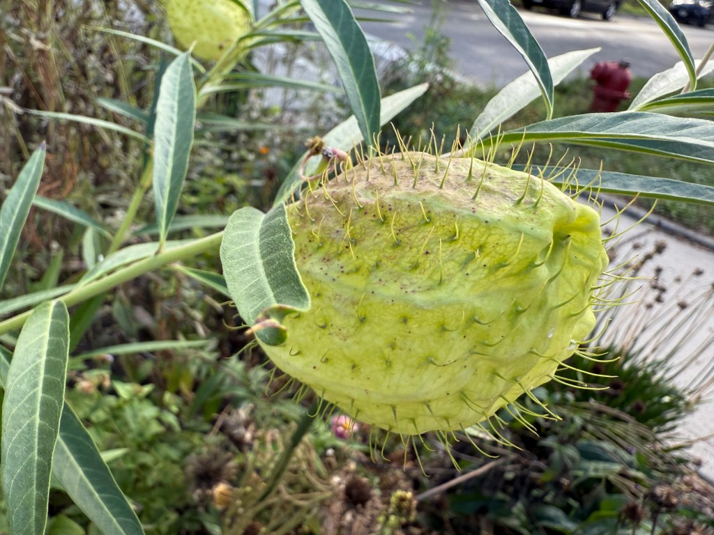 A close-up of a green, spiky seed pod hanging from a plant, surrounded by leaves and other vegetation. Some blurred background elements include a road and parked cars. Called Balloon or Puffball Milkweed and nicknamed Hairy Balls.