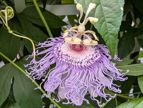 PXL 20250727 204318605.MP.