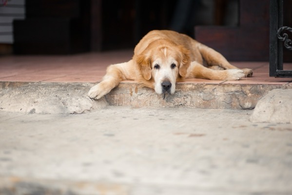 Shutterstock 2623809139.