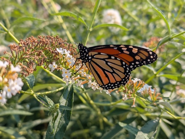 PXL_20250902_201112449.PORTRAIT copy.