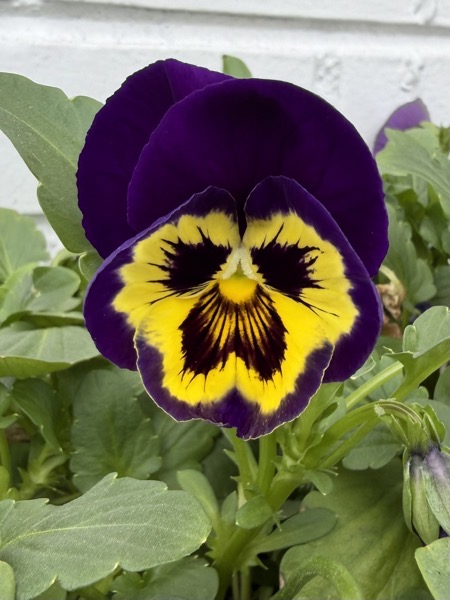 A detailed close-up shot of a single pansy flower, centered within a bed of its own green leaves. The flower has two large deep-purple upper petals, while the lower central petal features a vibrant yellow patch with a dark violet or maroon mask pattern that has radiating lines. A white, slightly textured brick wall is in the background.