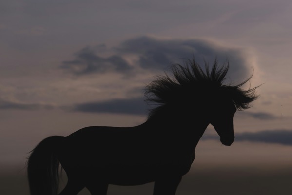 A dark silhouette of a horse standing in profile against a dim, overcast sky during twilight. The horse's long, dark mane blows wildly upward in the wind, with soft cloud formations visible in the muted dusk background. From Lara baeriswyl jmINcSSHOhQ unsplash.