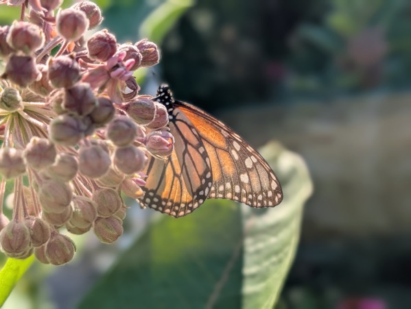 PXL_20260706_133258190.PORTRAIT.jpg A close-up shot of a Monarch butterfly perched on a cluster of pink, unopened milkweed flower buds, illuminated by soft sunlight against a blurred green background.