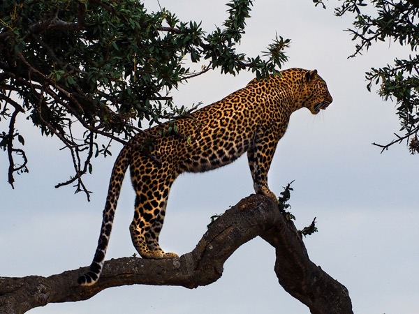 Bibake uppal 83uG2S0aT_I unsplash. A leopard standing on a tree branch